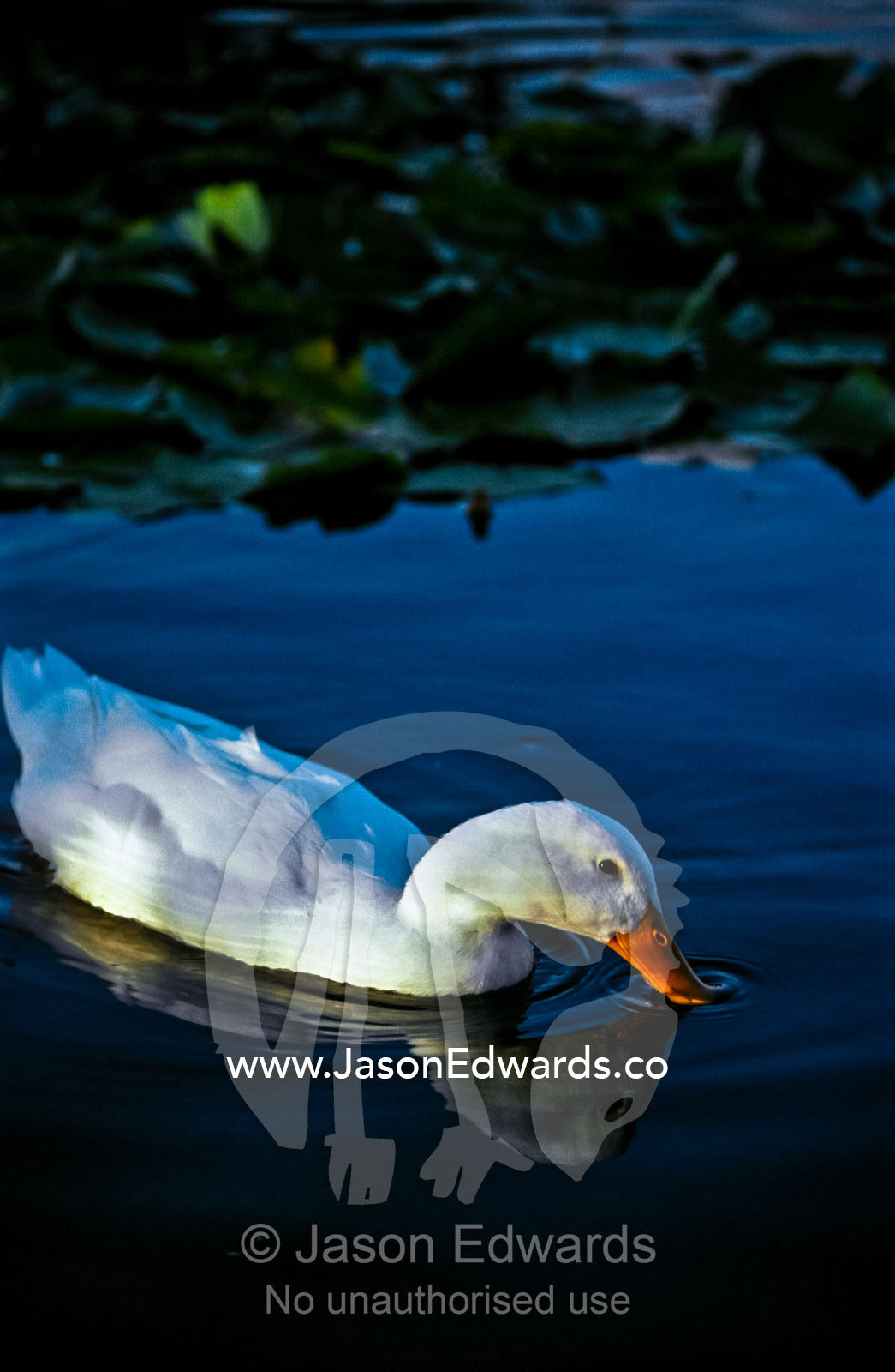 A white Duck with pristine feathers drinks whilst swimming on a pond. Launceston, Tasmania, Australia.