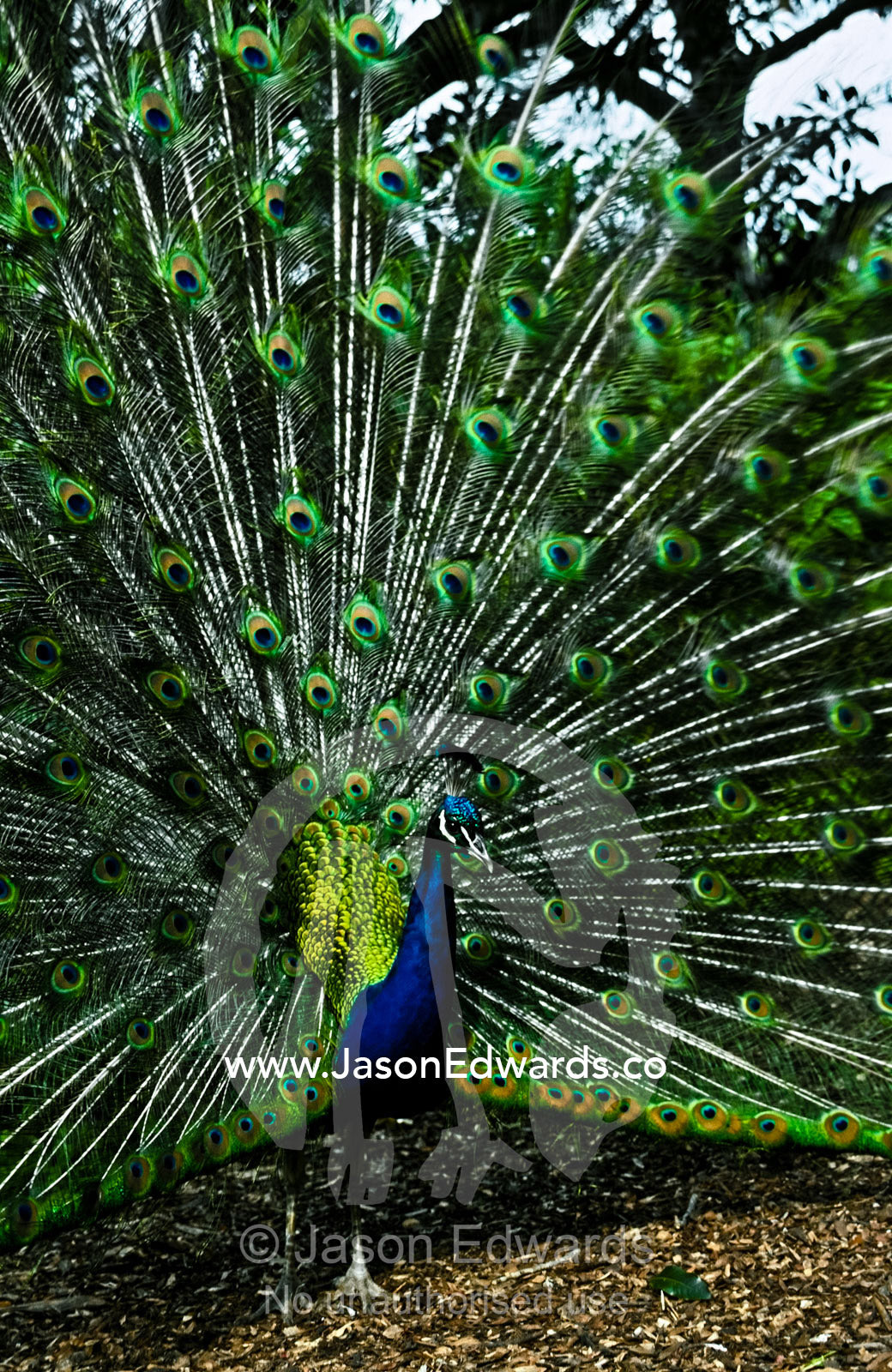 A male Peafowl displaying his impressive tail feather fan to females. Melbourne Zoo, Victoria, Australia.