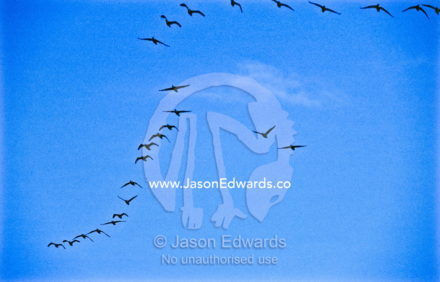 Against a blue sky, Little Black Cormorants soar in flight formation. Western Treatment Plant, Werribee, Victoria, Australia.