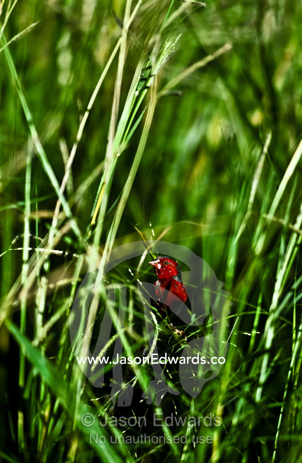 The bright red plumage of a Crimson Finch feeding on seeding grasses. Timber Creek, Kimberley Ranges, Western Australia, Australia.