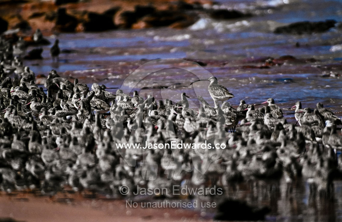 An Eastern Curlew forages for food near a flock of Bar-tailed Godwit. R.A.O.U. Royal Australian Ornithological Union Bird Observatory, Broome, Western Australia, Australia.