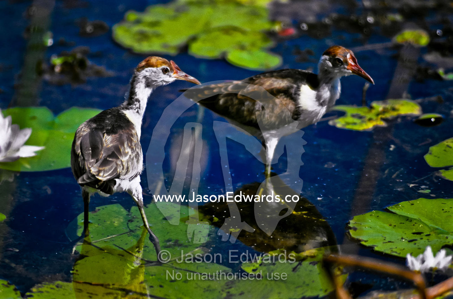 Two dainty immature Comb-Crested Jacana chicks wading on lily pads. Berry Springs, Northern Territory, Australia.