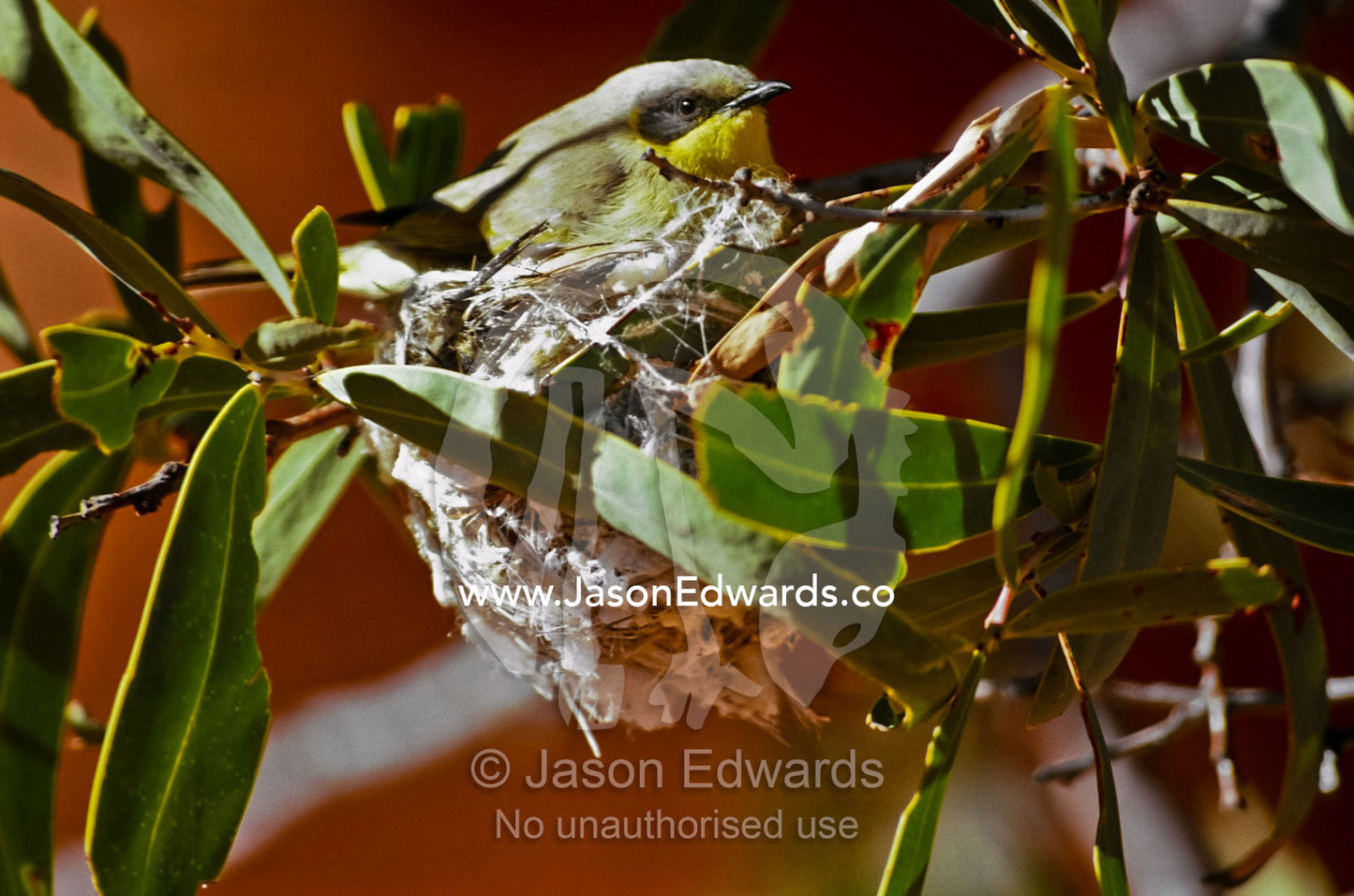 A Grey-headed Honeyeater sitting on its nest in a Gum Tree. Kings Canyon, Watarrka National Park, Northern Territory, Australia.