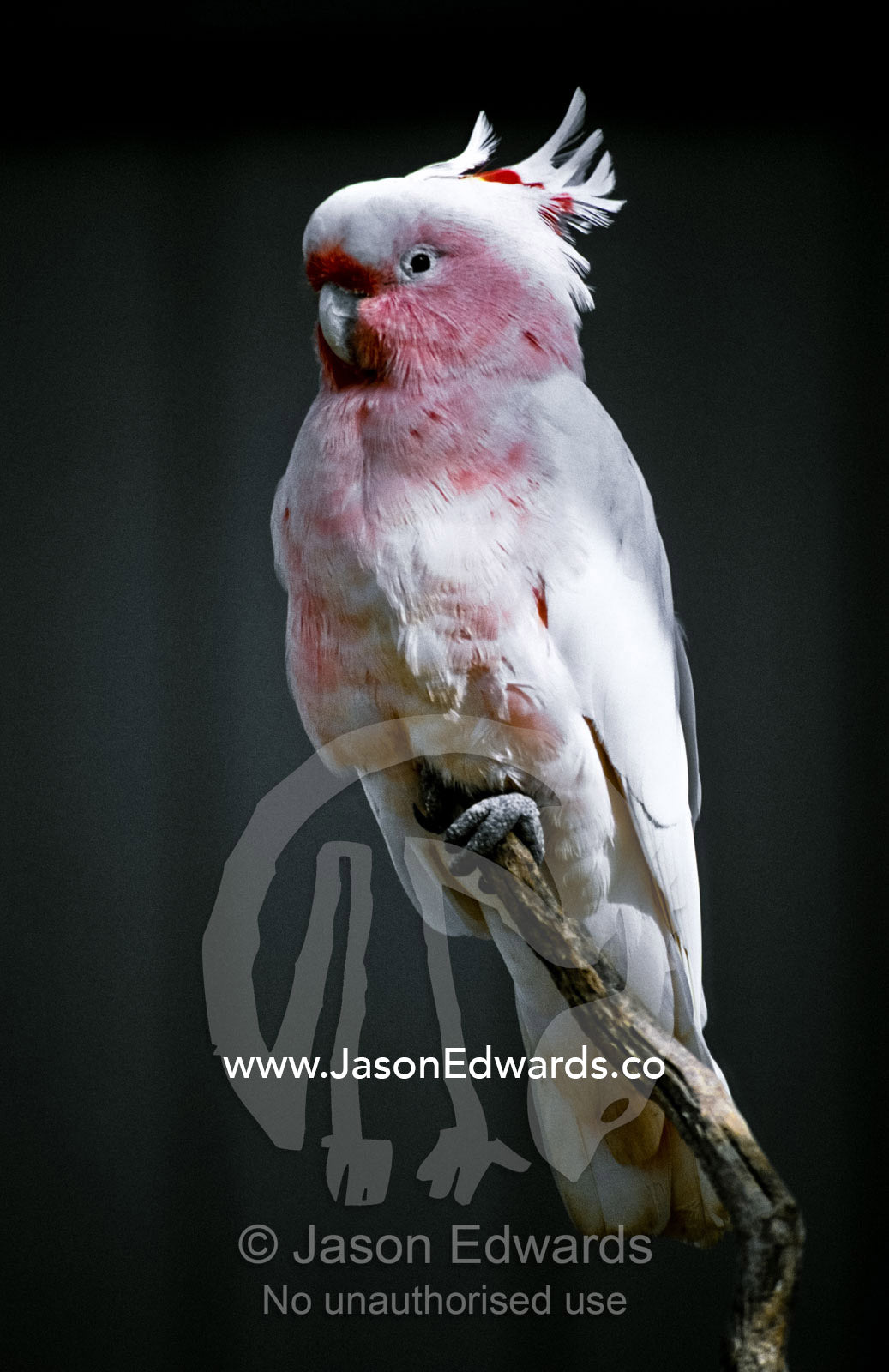 The soft pink face and chest feathers of a Major Mitchell's Cockatoo. Kyabrum Fauna Park, Victoria, Australia.