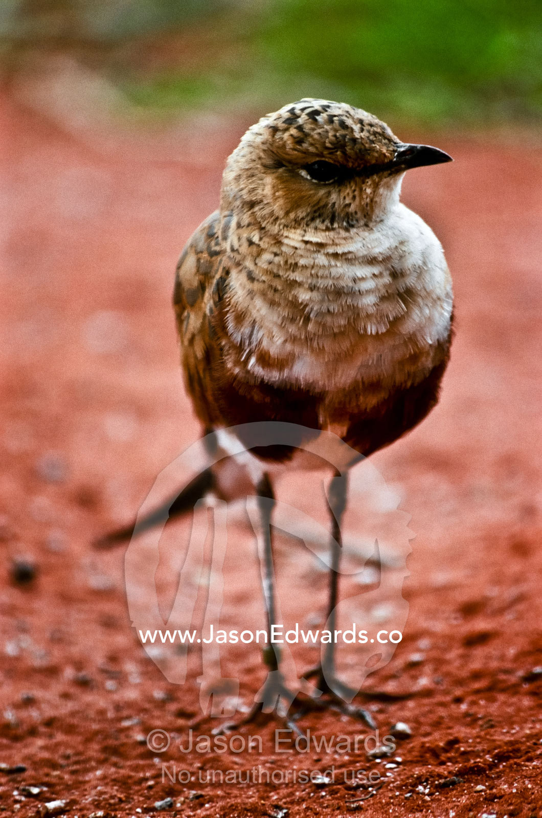 The delicate features of a desert adapted Australian Pratincole. Desert Wildlife Park, Northern Territory, Australia.