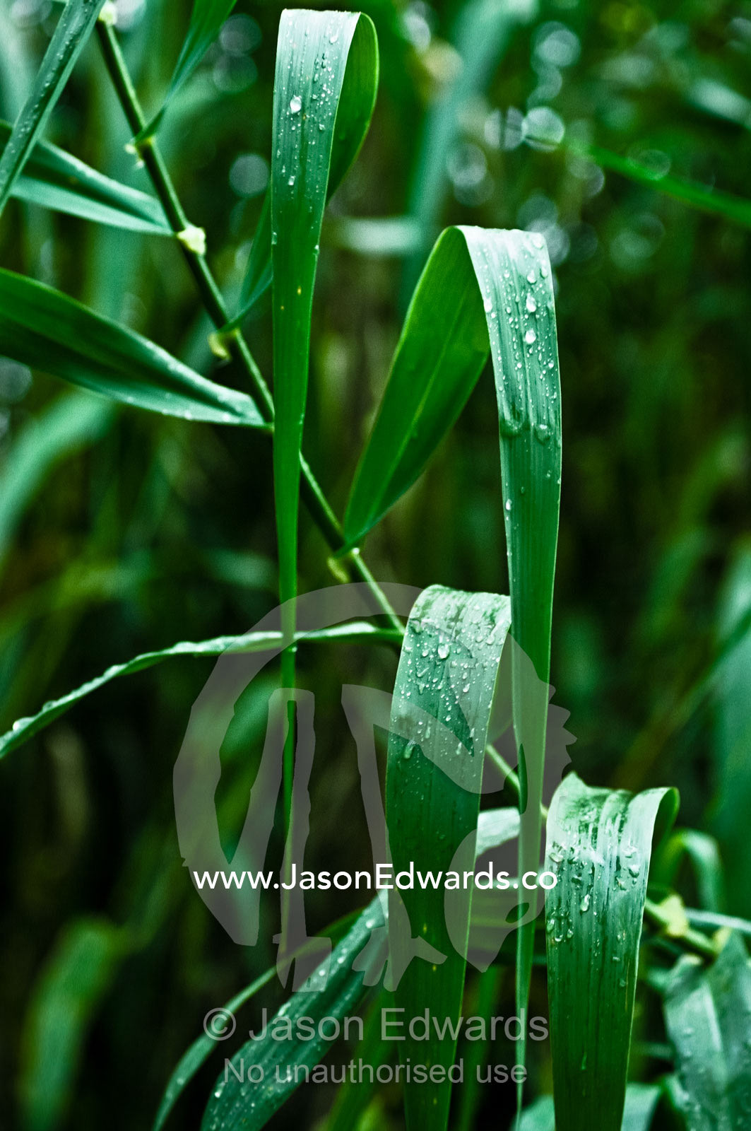 Raindrops on the leaves of Giant Reed, Arundo donax, an invasive grass Zoological Board of Victoria, Victoria, Australia.