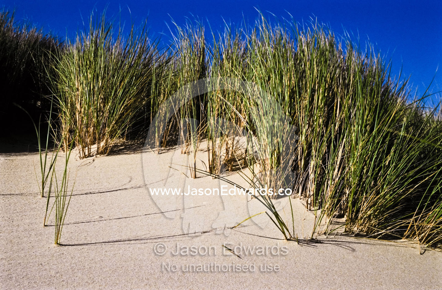 Marram Grass was introduced from Europe to stabilise sand dunes. Ninety Mile Beach, South-east Gippsland, Victoria, Australia.
