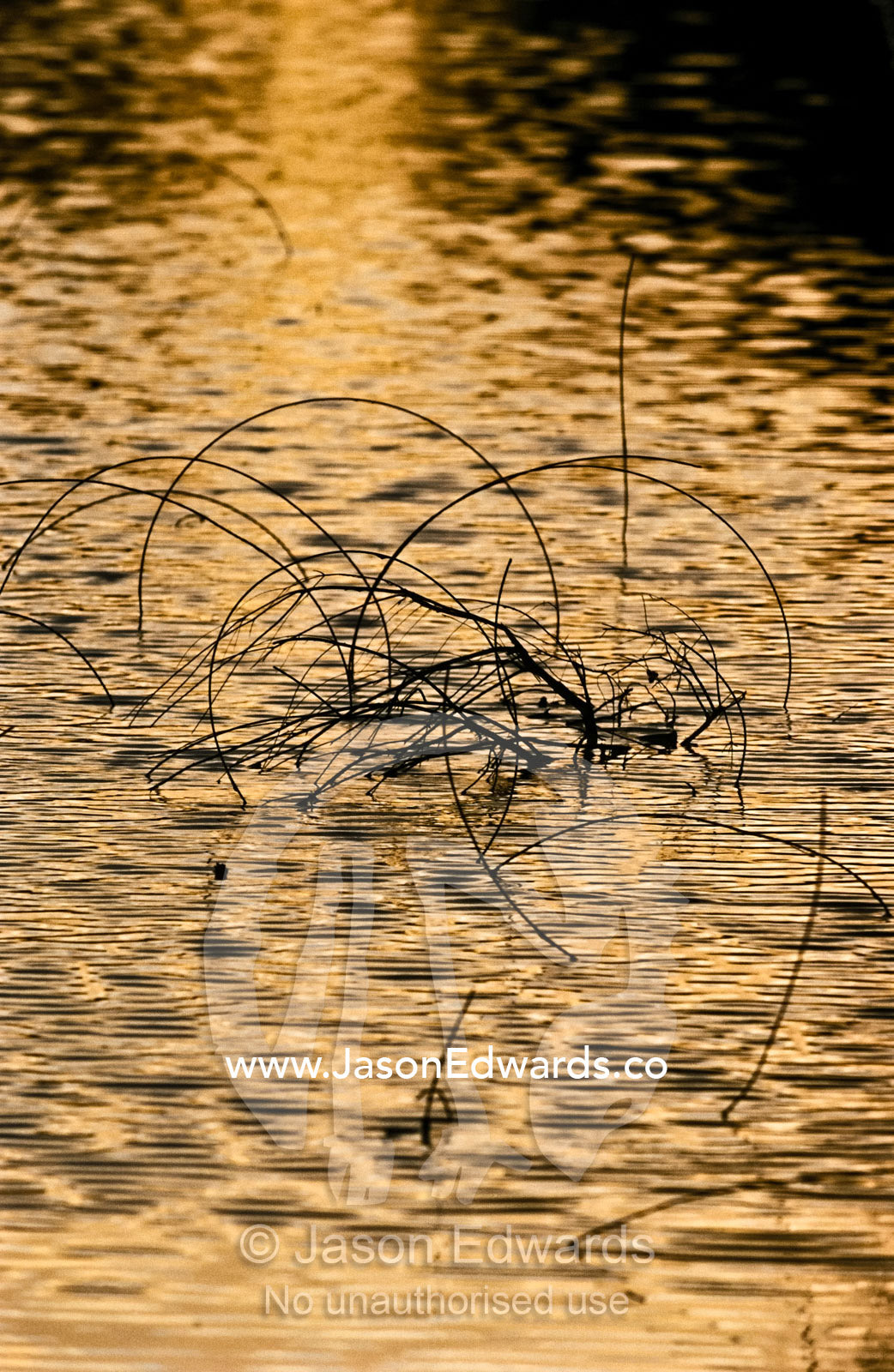 Rusting wire from a farm fence rises in loops from a dam at sunset. near Kalbarri National Park, Western Australia, Australia.