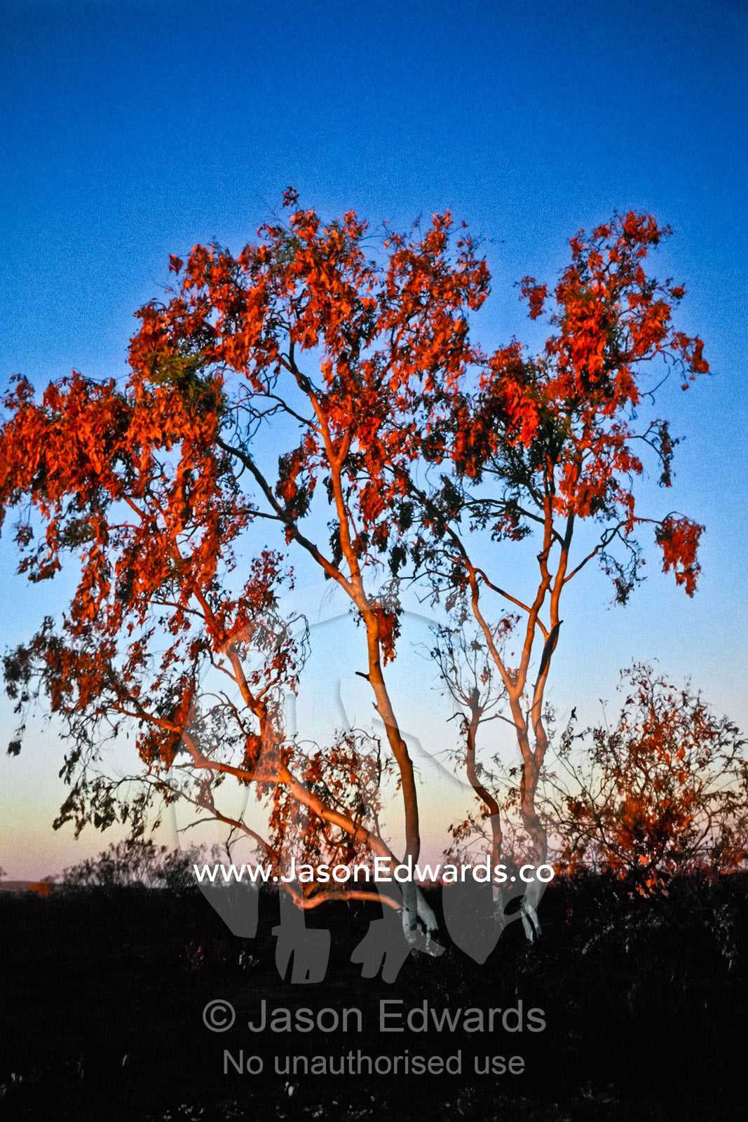 Sunset turns the fire burnt leaves of a Eucalyptus tree flaming red. Stuart Highway, Northern Territory, Australia.