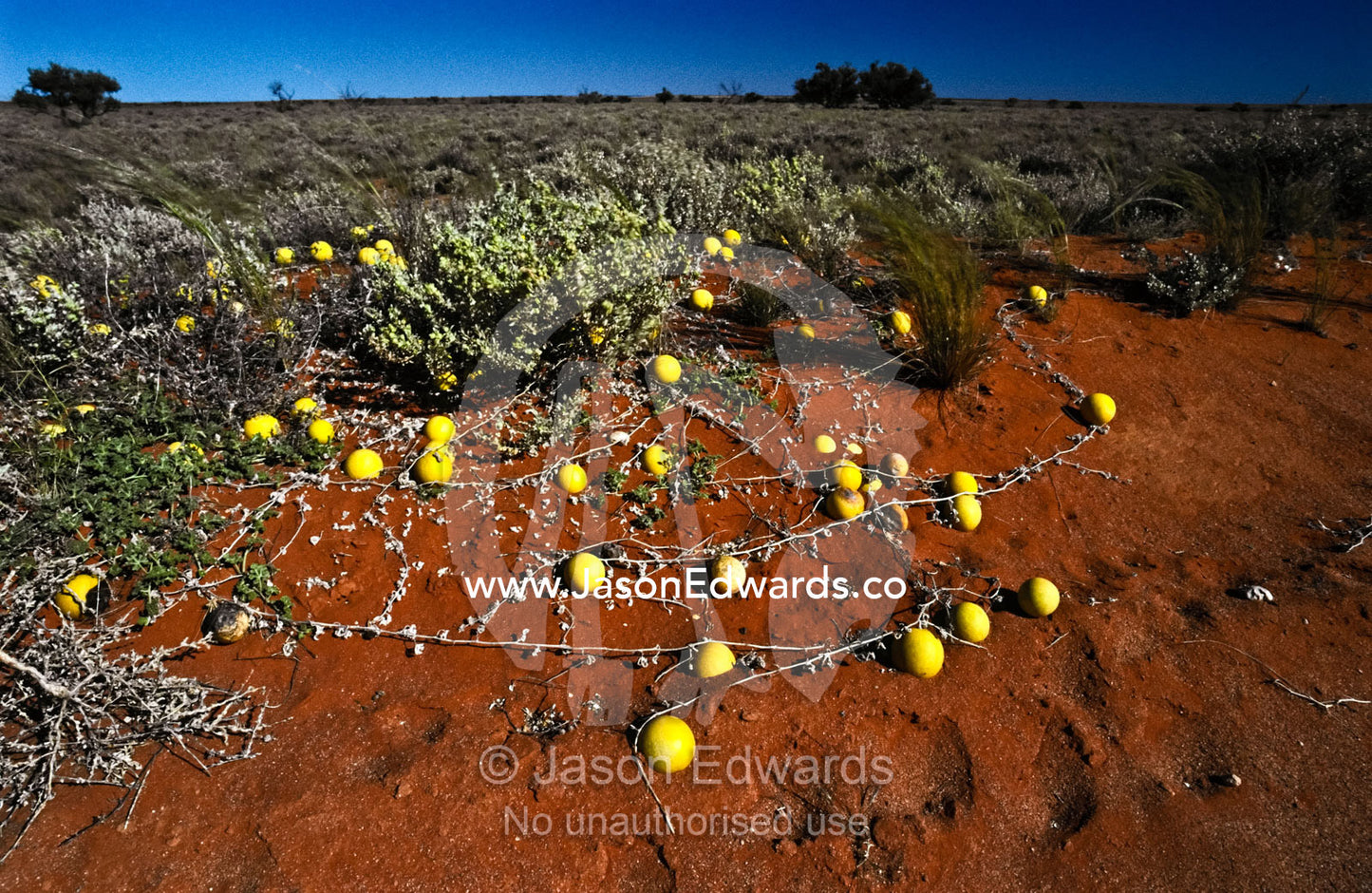Camel Melon, Citrullus lanatus, growing on a red desert plain. Gawler Ranges National Park, South Australia, Australia.