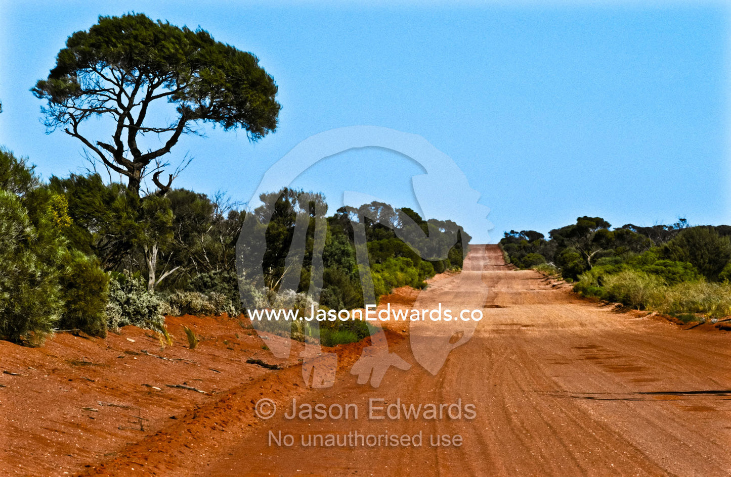 A red sandy track leading through mallee country in the Gawler Ranges. Gawler Ranges National Park, South Australia, Australia.