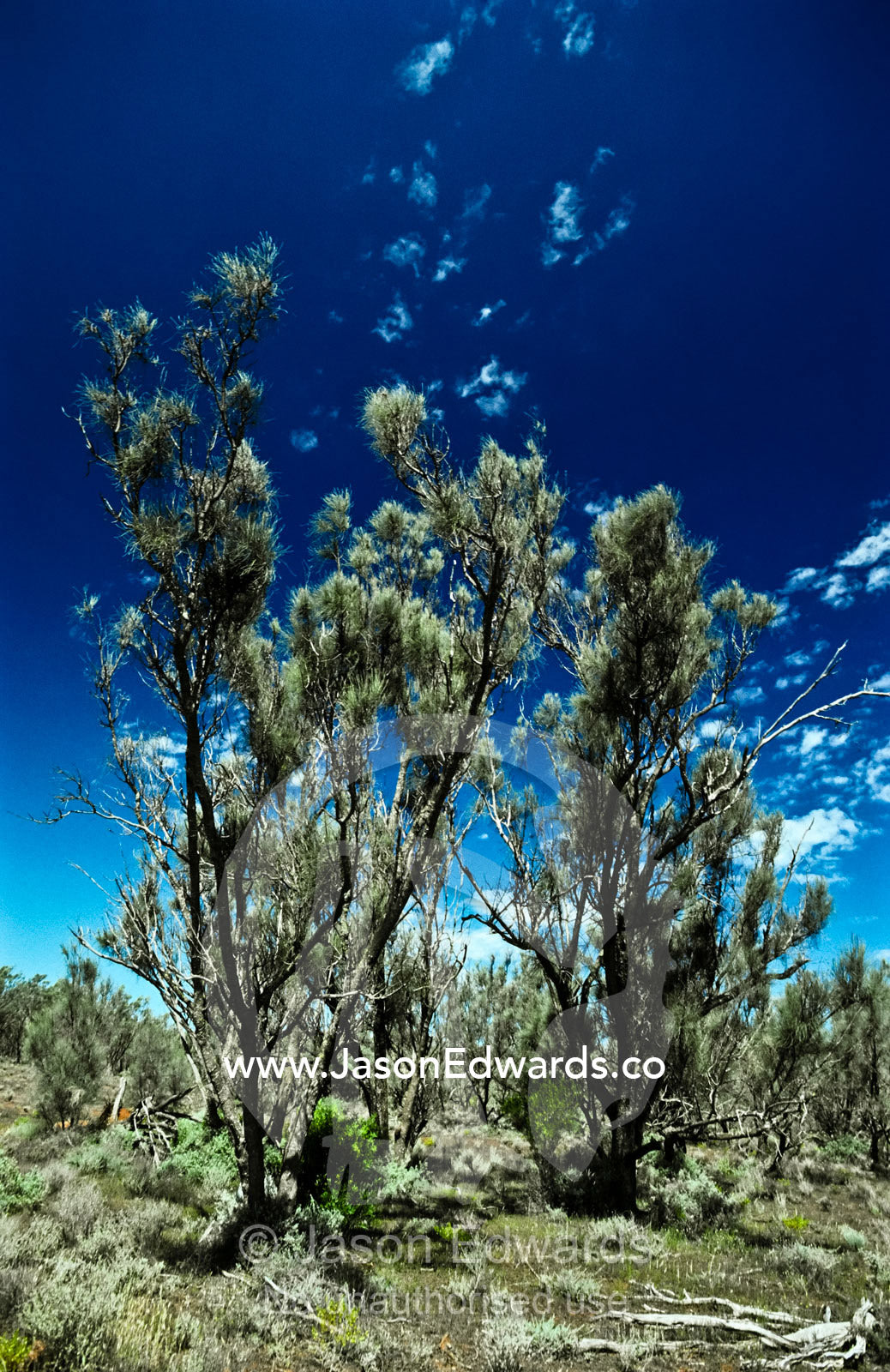 A hardy stand of juvenile Desert Oaks beneath a clear blue sky. Gawler Ranges National Park, South Australia, Australia.