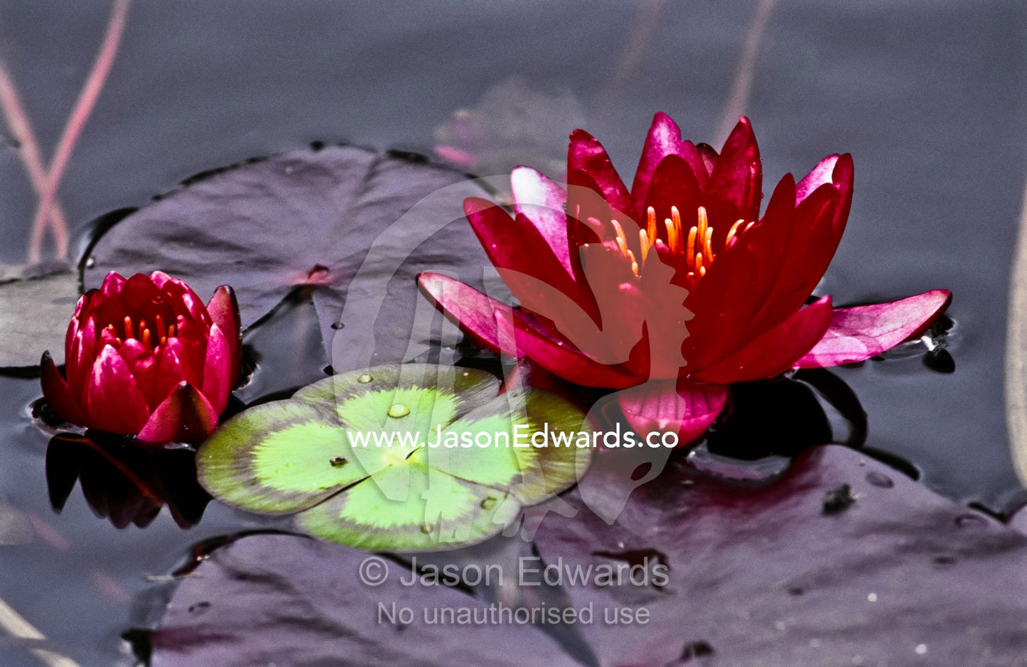 The deep rich burgundy petals of a Water Lily on a garden pond. Learmonth Trout and Fauna Park, Ballarat, Victoria, Australia.