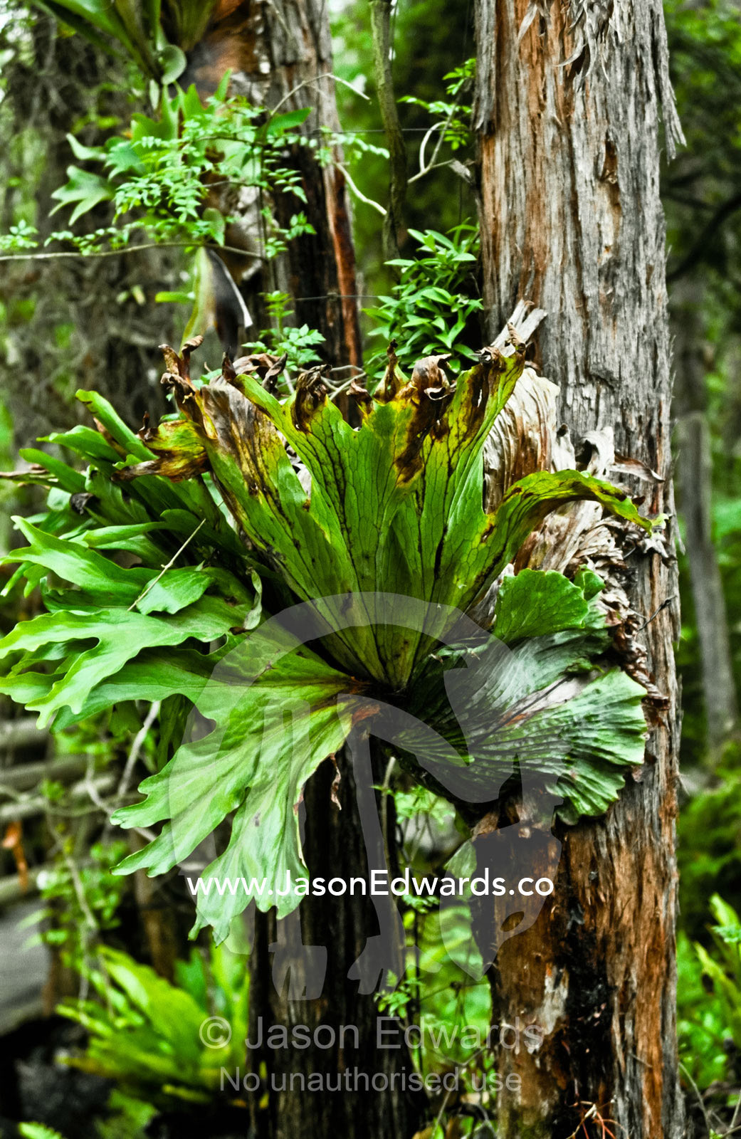 A Staghorn, Platycerium grande, growing on a eucalyptus tree trunk. Learmonth Trout and Fauna Park, Ballarat, Victoria, Australia.