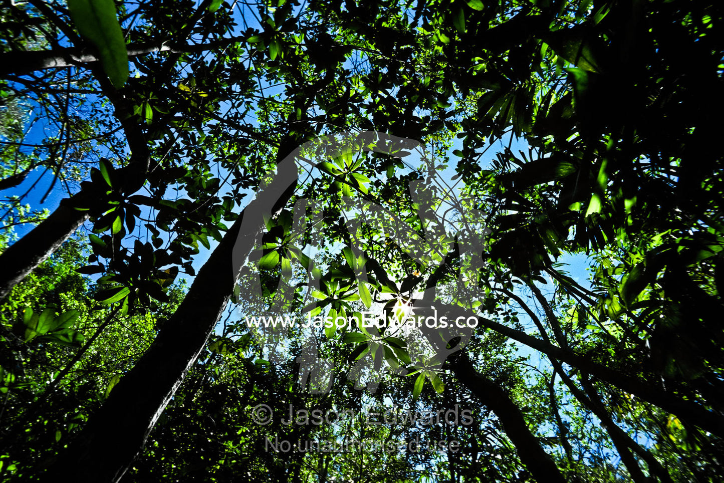 Remnant pockets of monsoon rainforest thrive in deep narrow gorges. Litchfield national Park, Northern Territory, Australia.