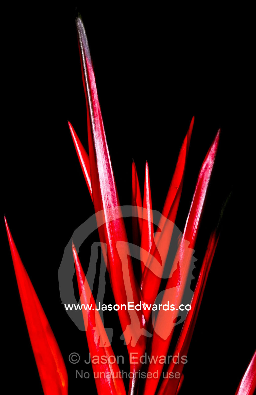 Stark blood red leaves of a Heliconia flower against the night sky. Melbourne International Flower and Garden Show, Carlton Gardens, Melbourne, Victoria, Australia.
