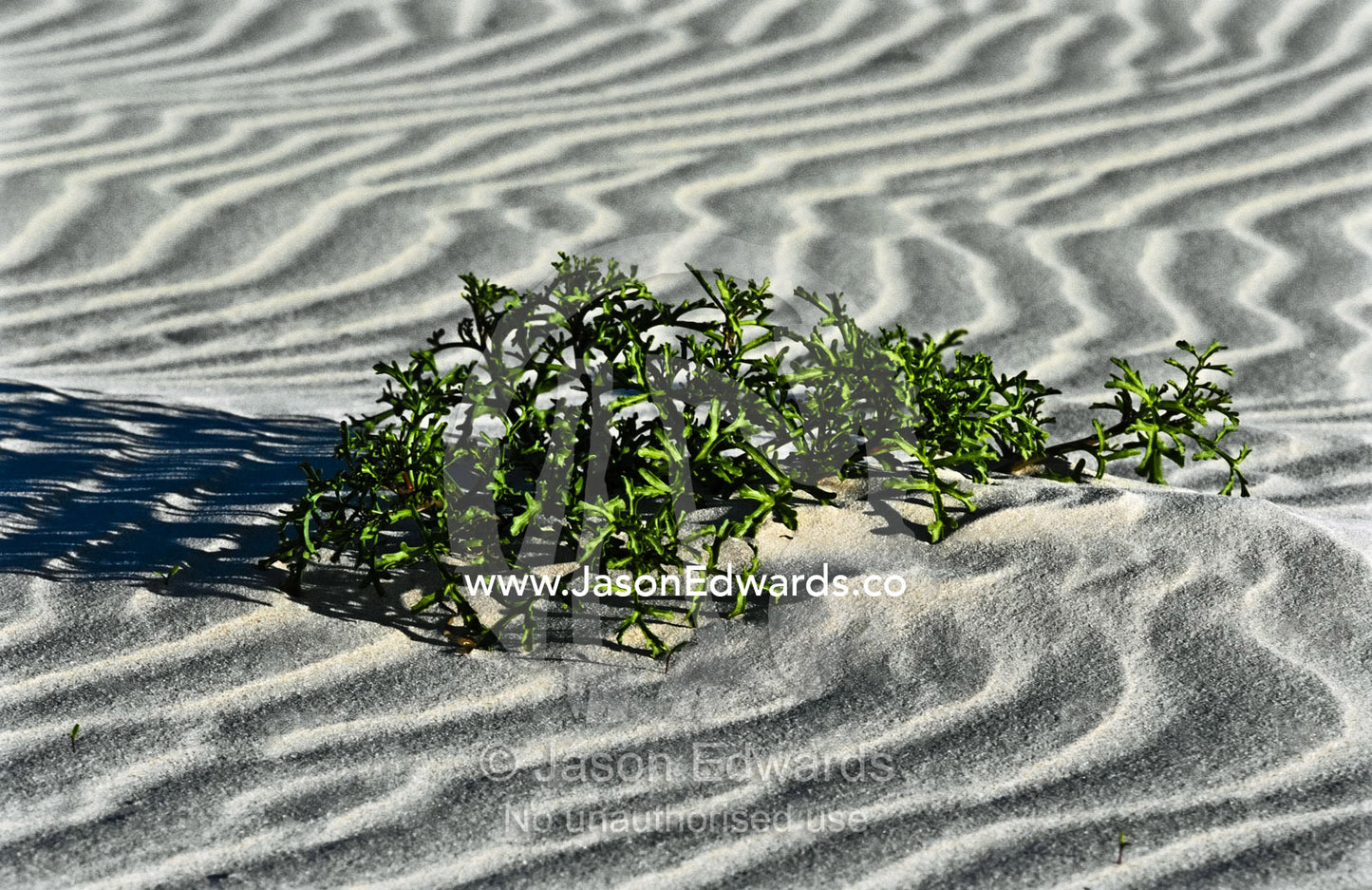 A desert succulent emerges from rippled sands on a windswept dune. Yalata Indigenous Protected Area, Nullarbor National Park, South Australia, Australia.
