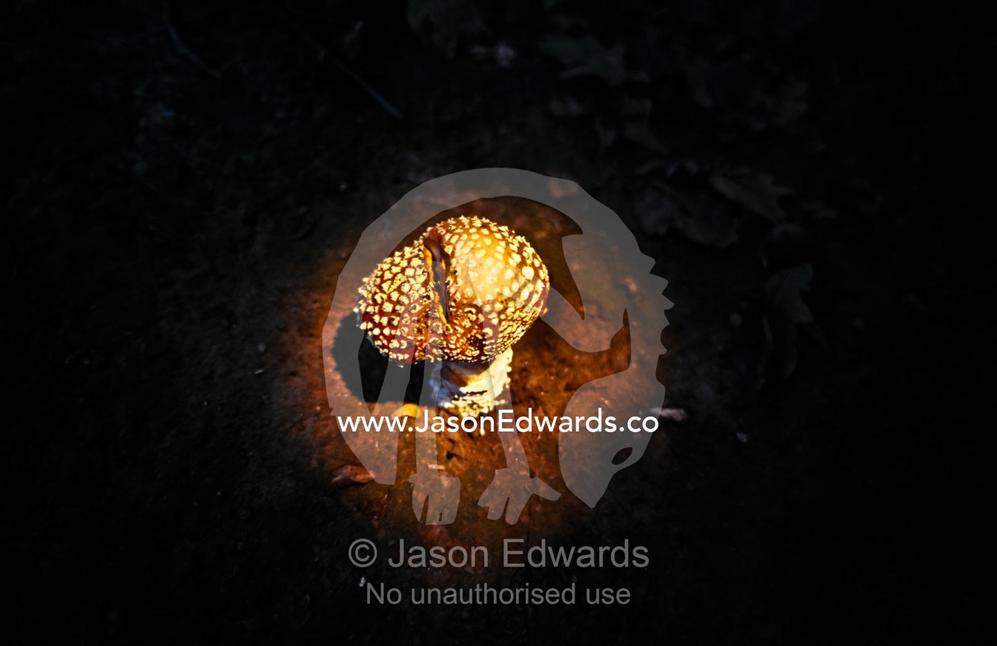 A bright red Fly Agaric, Amanita muscaria, fungi in torch light. Jamieson, Victoria, Australia.