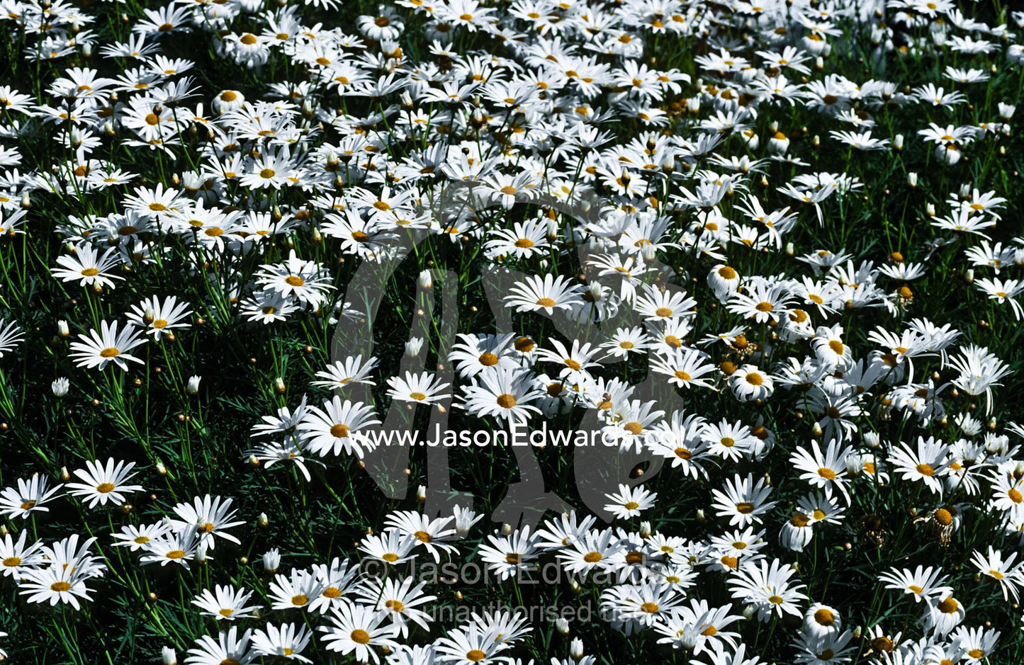 A bloom of white daisies erupts from a cottage garden in Spring. Princess Hill, Victoria, Australia.