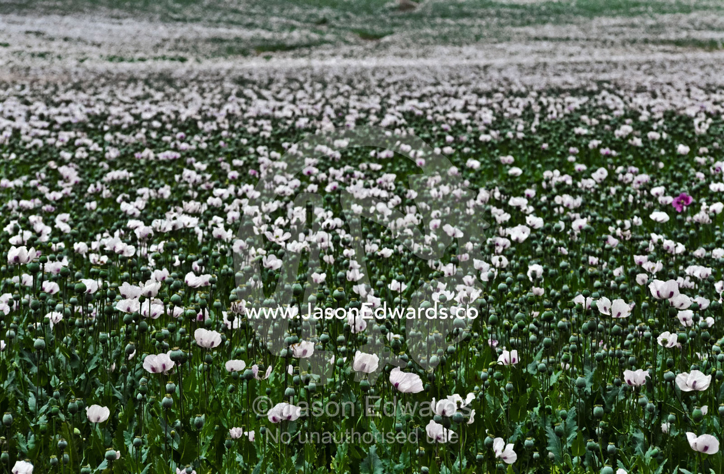 A field of Poppy flowers used for the production of opium products. Perth, Tasmania, Australia.