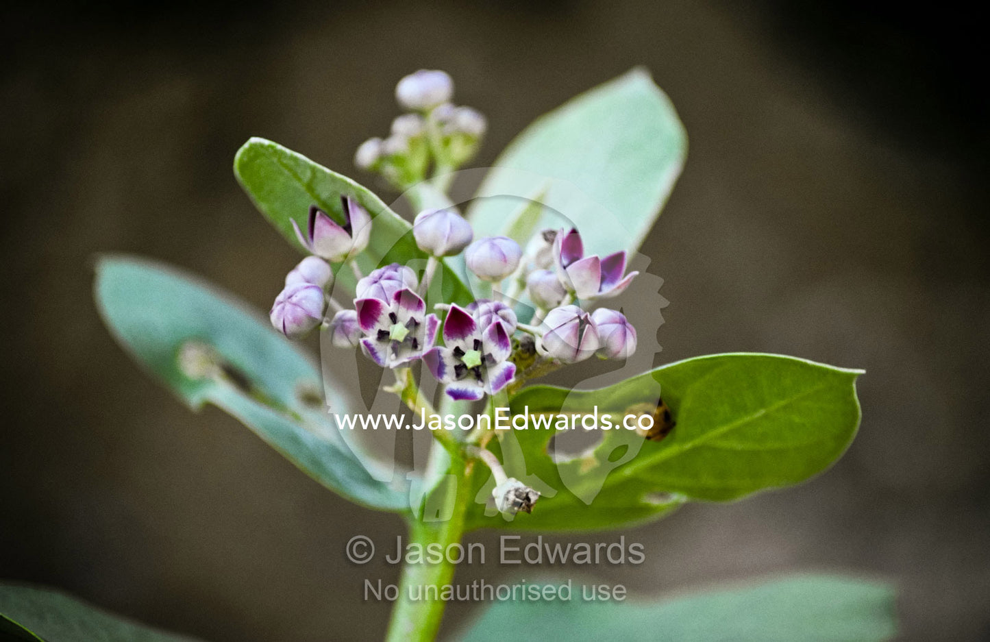 Milkweed flowers provide food for Monarch and Wanderer Butterflies. Mandawa Desert, Shekhawati region, Rajasthan, India.
