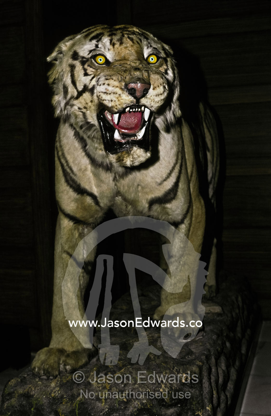 A Bengal Tiger snarls at guests in the foyer of an ancient palace. Ramgarh Palace, Jaipur, Rajasthan, India.
