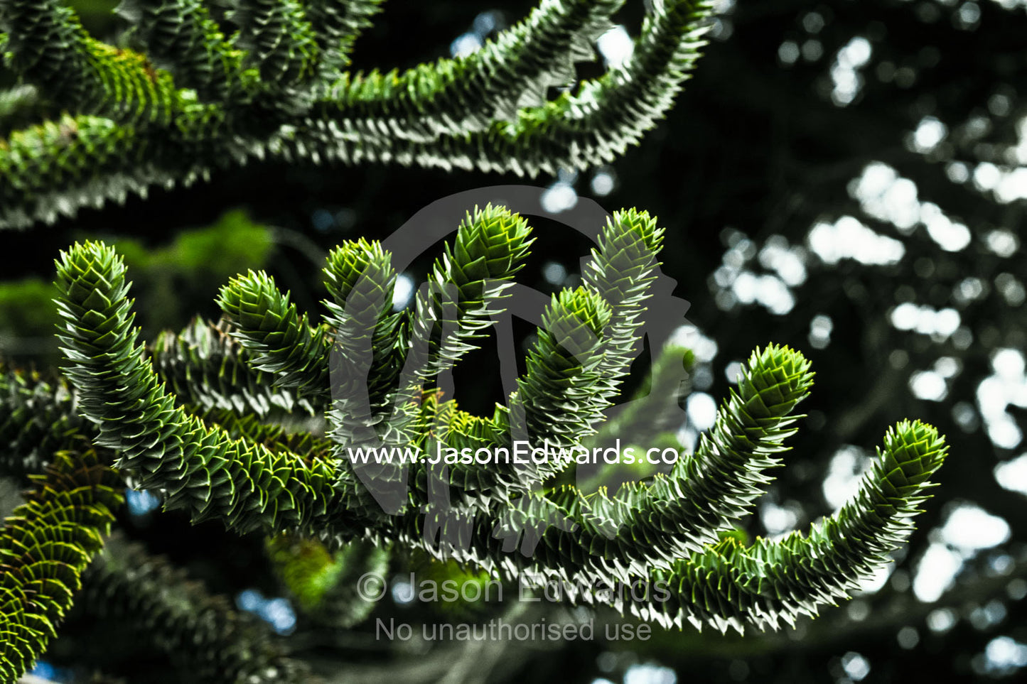 Layered fronds and needles of an Araucaria Pine in a botanical garden. Plaza de Armas, Punta Arenas, Chile.