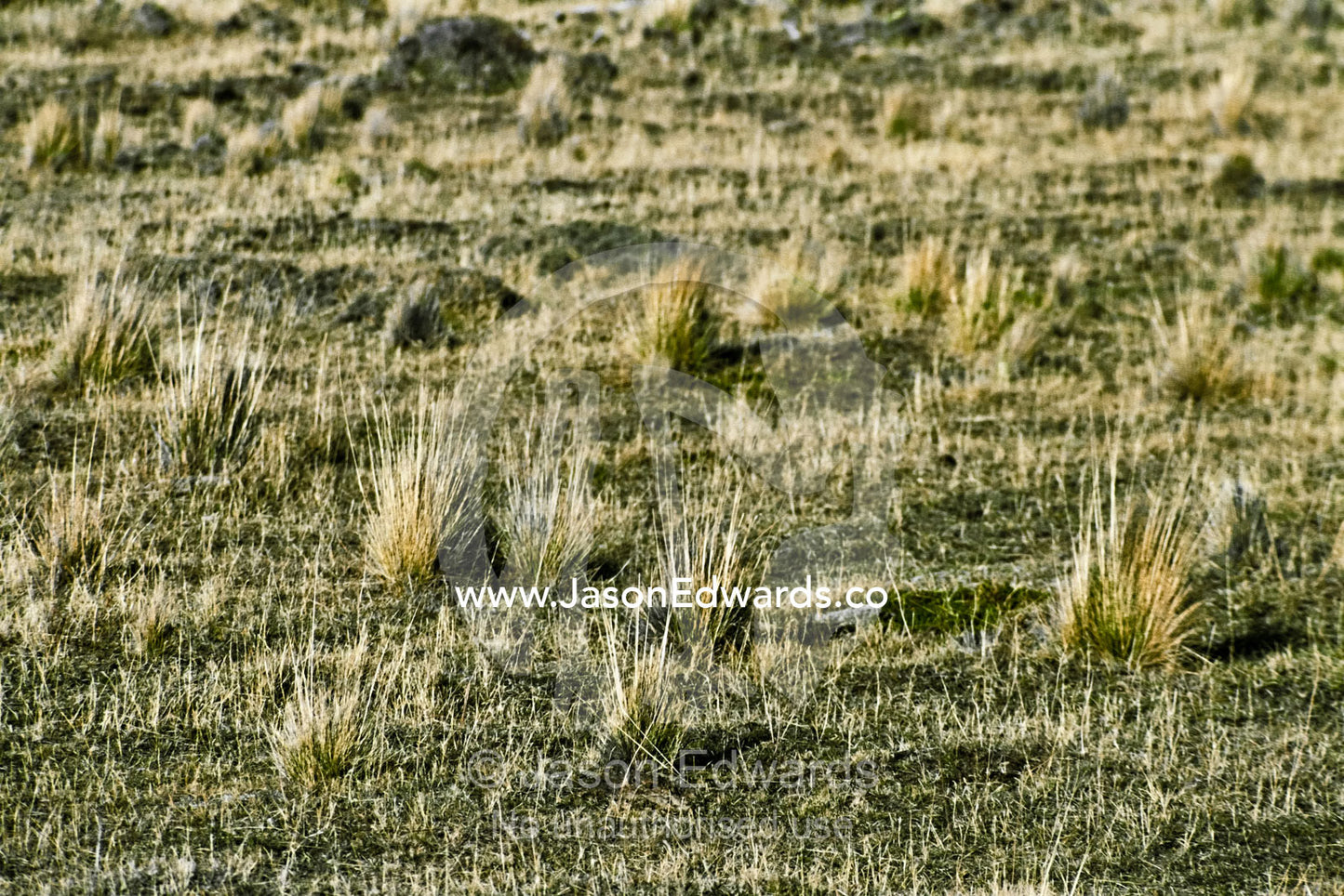 Alpine grassland habitat on the Patagonian steppe during Spring. Torres del Paine National Park, Parque Nacional Torres del Paine, Chile.