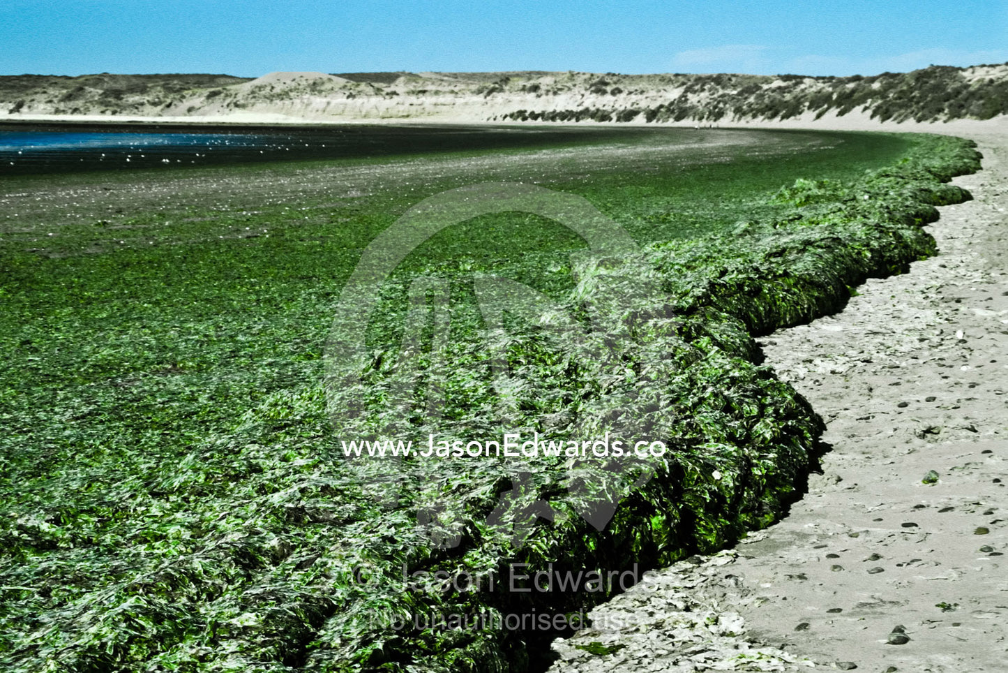 The tide deposits vast banks of seaweed on a remote beach in Patagonia Reserva Faunistica, Peninsula Valdes, Patagonia, Argentina.