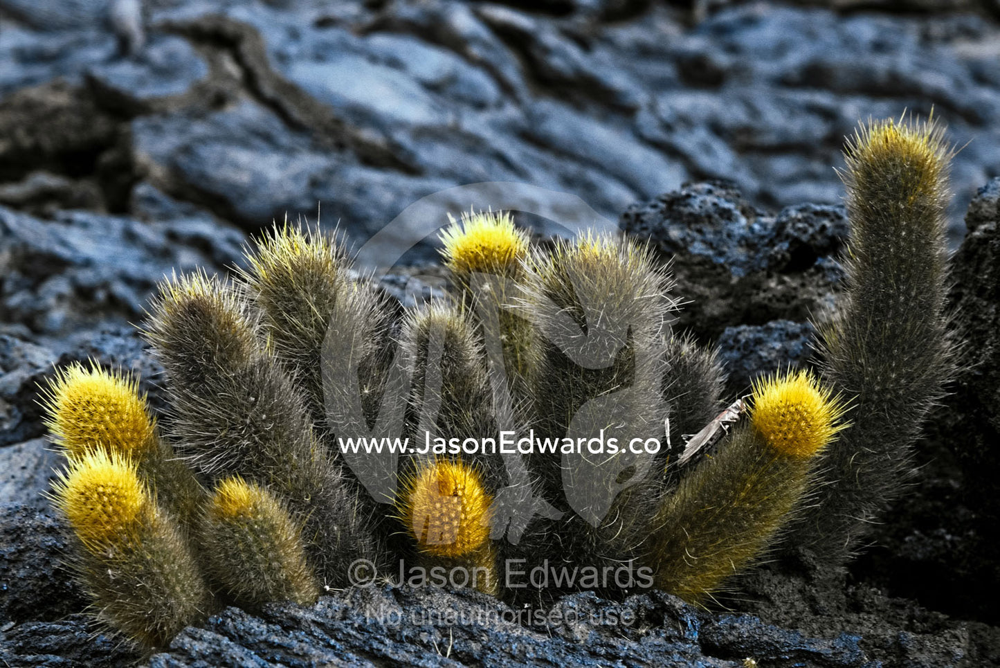 Lava Cactus are among the first colonisers of lava after eruptions. Santiago Island, Galapagos Islands, Ecuador.