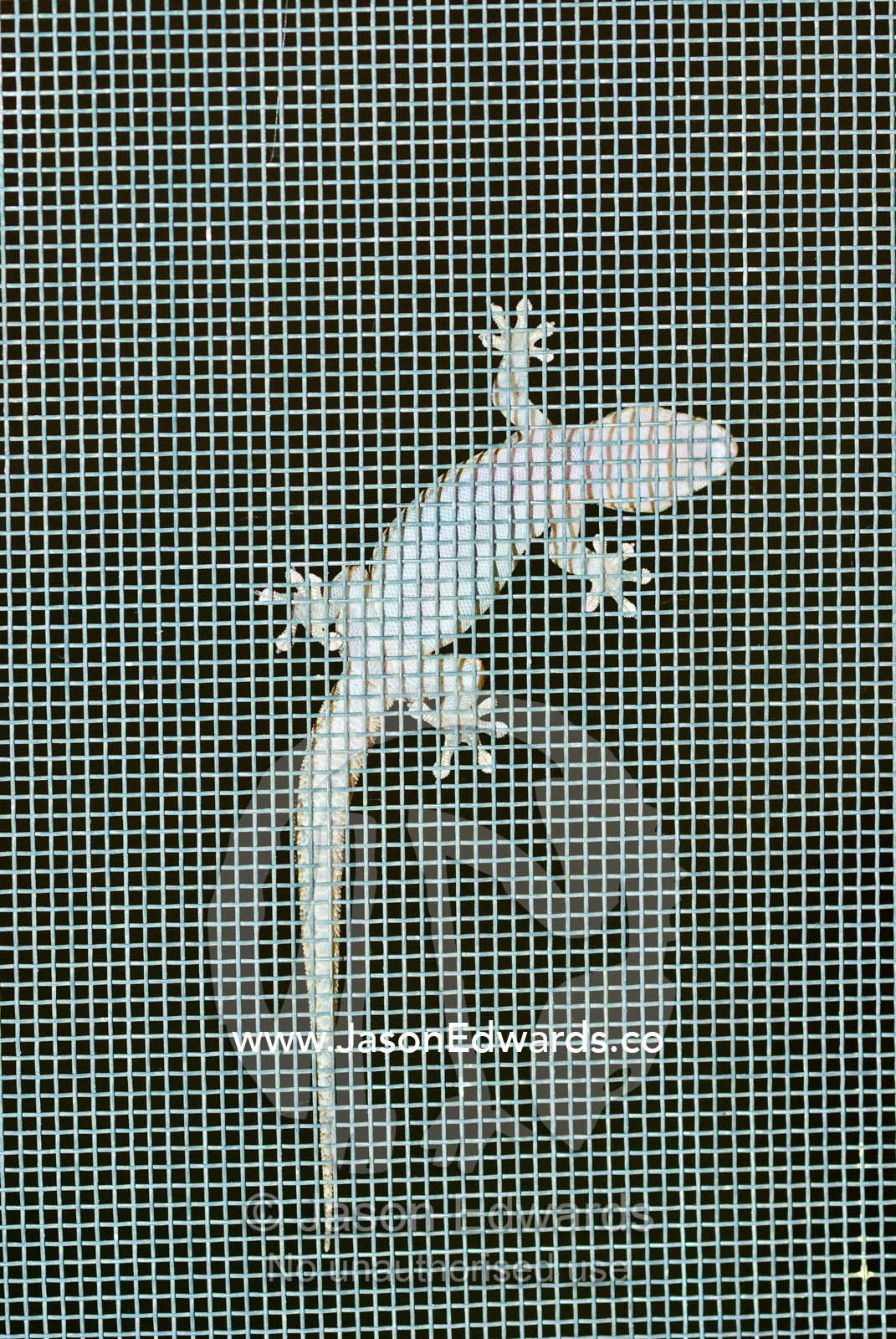 A Gecko clings to a fly wire screen door hunting insects at night. Mount Wood Station, New South Wales, Australia.