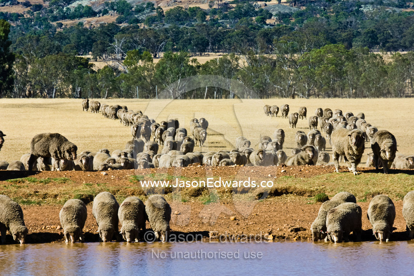 A herd of sheep drink at a waterhole in drought-stricken farmland. near Bendigo, Victoria, Australia.
