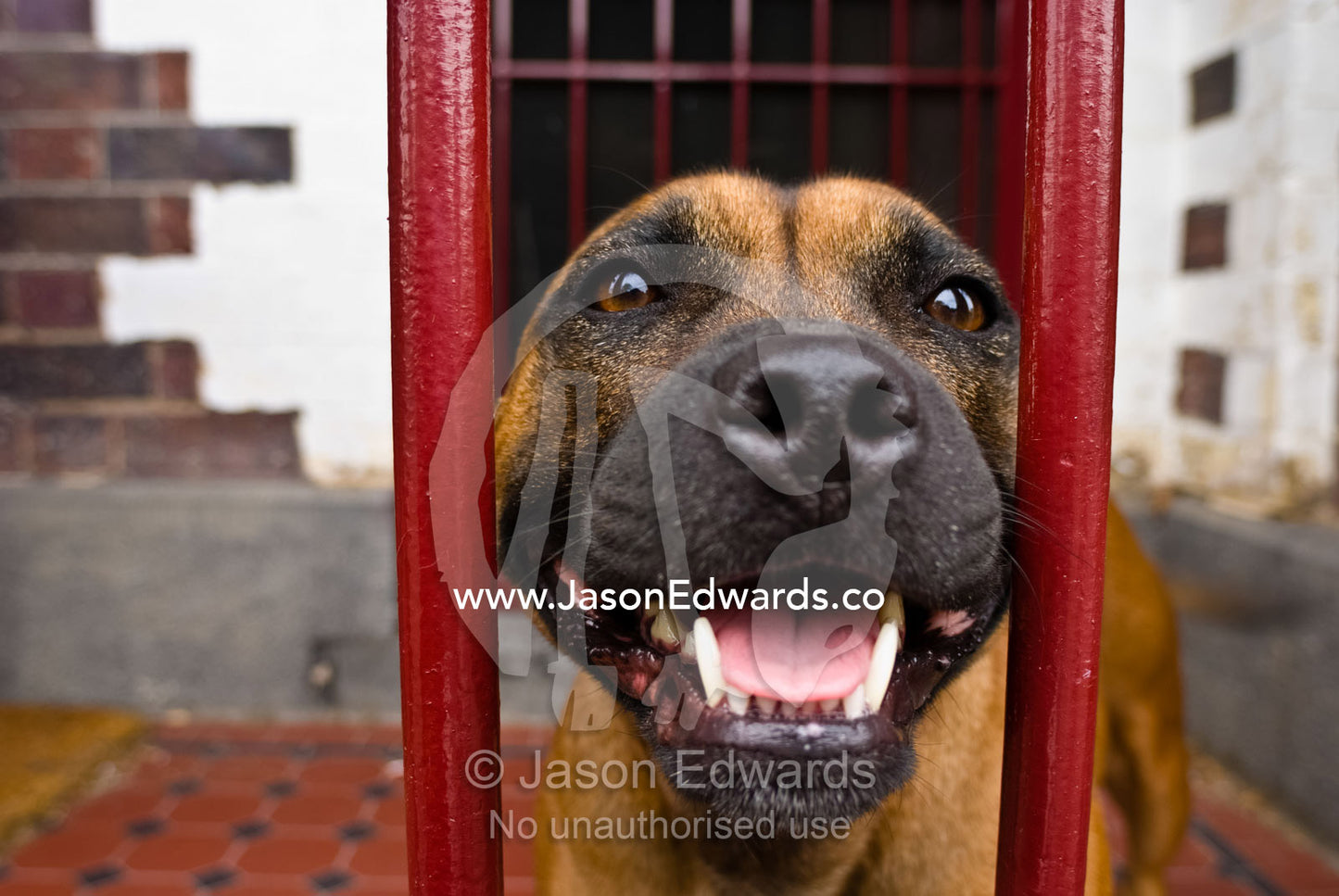 A happy pet Staffordshire Bull Terrier pokes its nose through a fence. North Carlton, Victoria, Australia.