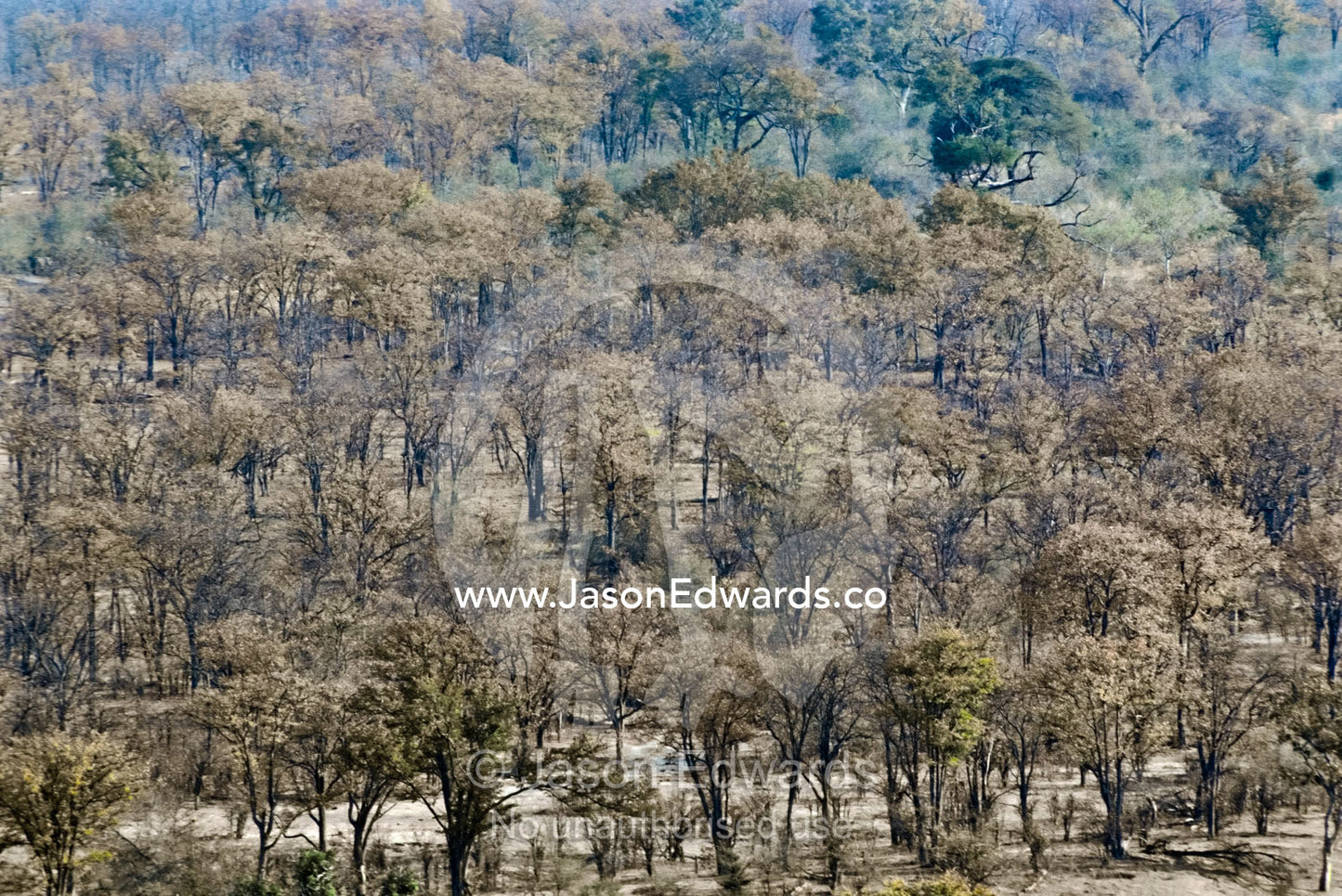 An aerial view of a dense stand of Mopane woodland in the dry season. Hwange National Park, Zimbabwe.
