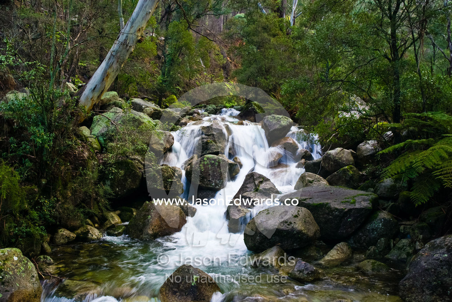 Snowmelt cascading over boulders in a sub-alpine forest of Alpine Ash. Mount Buffalo National Park, Victoria, Australia.