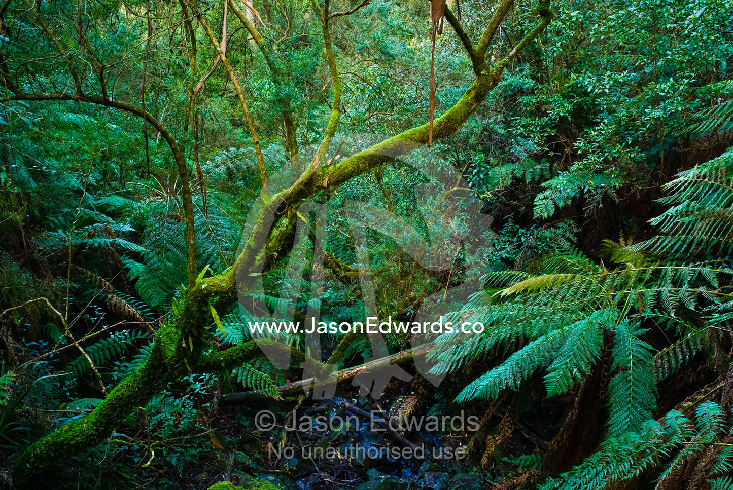 A creek in a moss and lichen filled gully in a cool temperate forest. Sherbrooke Forest, Dandenong Ranges National Park, Victoria, Australia.