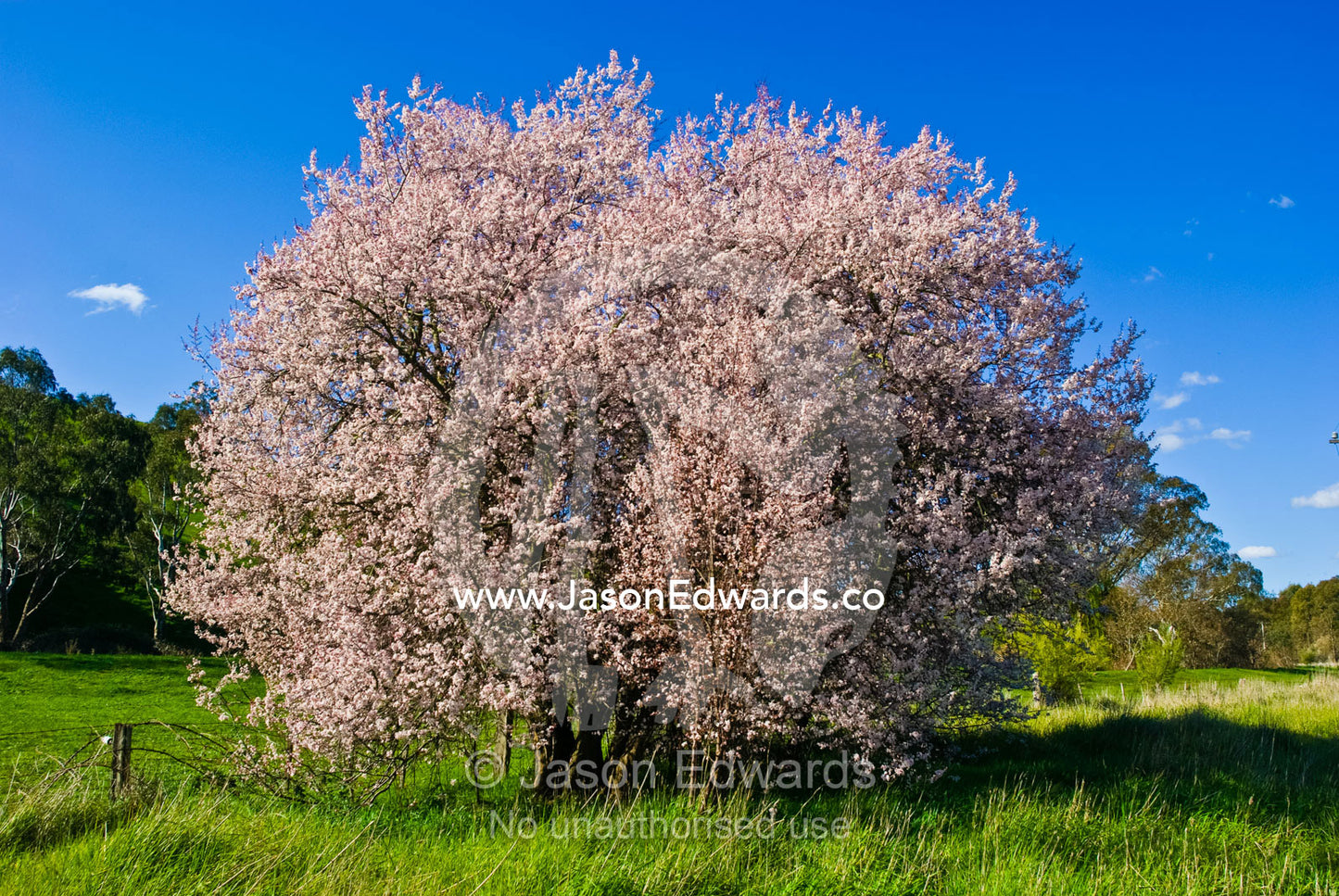 Cherry blossoms erupt in spring amongst lush, green rolling hills. Molesworth, Victoria, Australia.