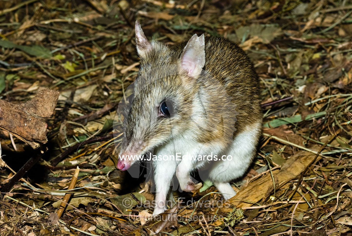 The eastern barred bandicoot, a small long-nosed nocturnal marsupial. Healesville Sanctuary, Victoria, Australia.