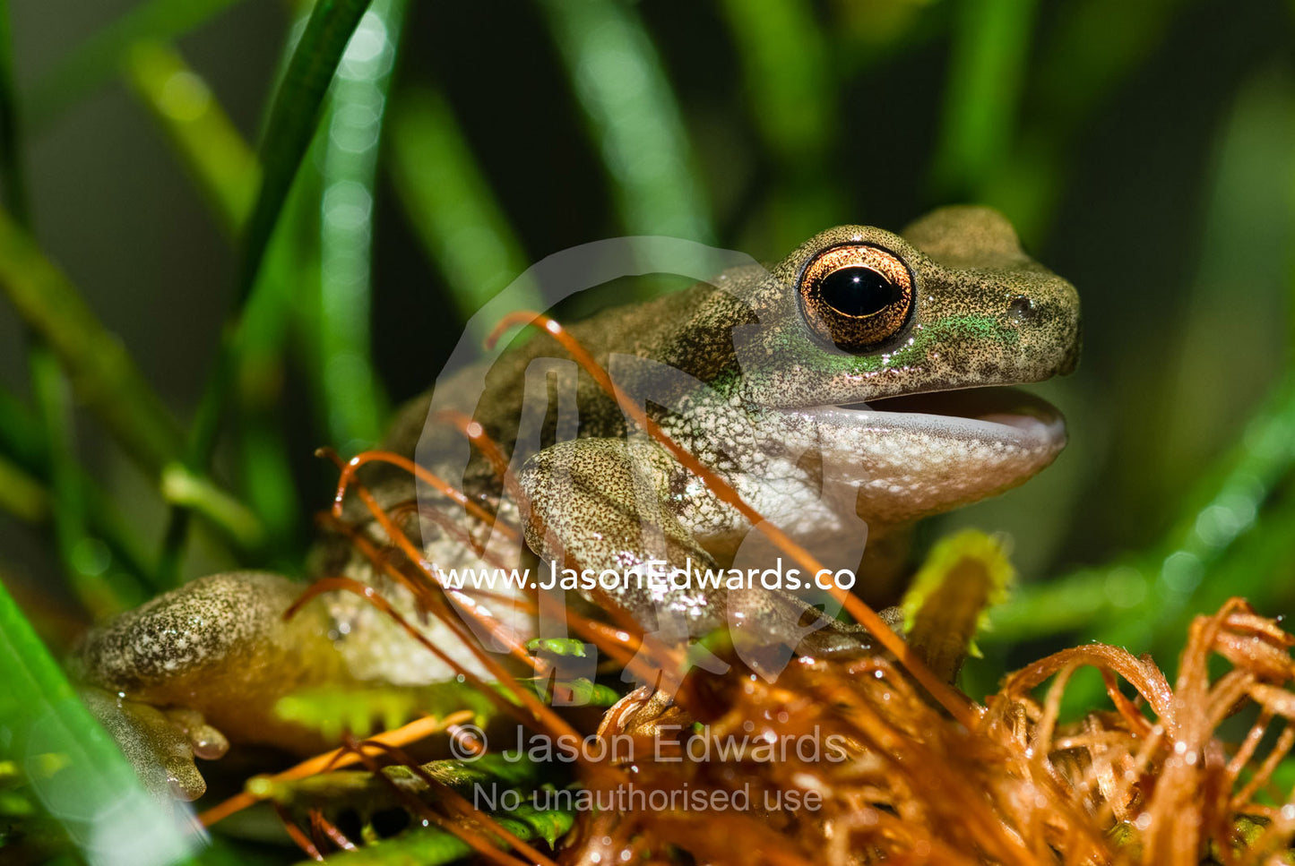 The endangered spotted tree frog is vanishing from mountain habitats. Healesville Sanctuary, Victoria, Australia.