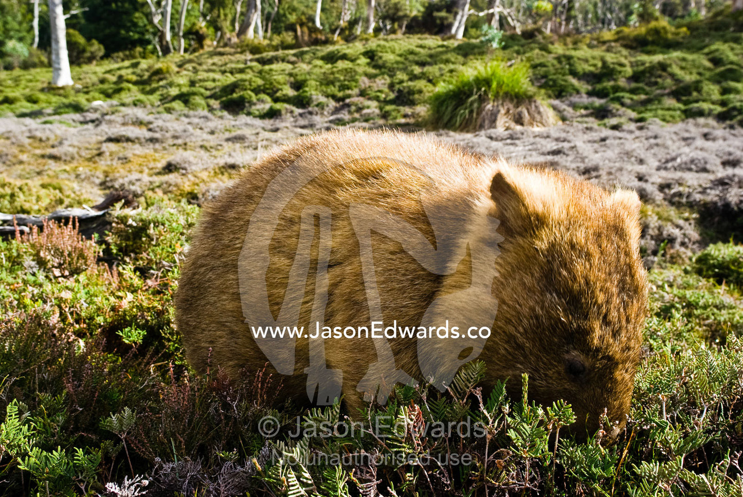 A common wombat voraciously feeds on alpine shrubs ahead of winter. Cradle Mountain Lake St Clair National Park, Tasmania, Australia.