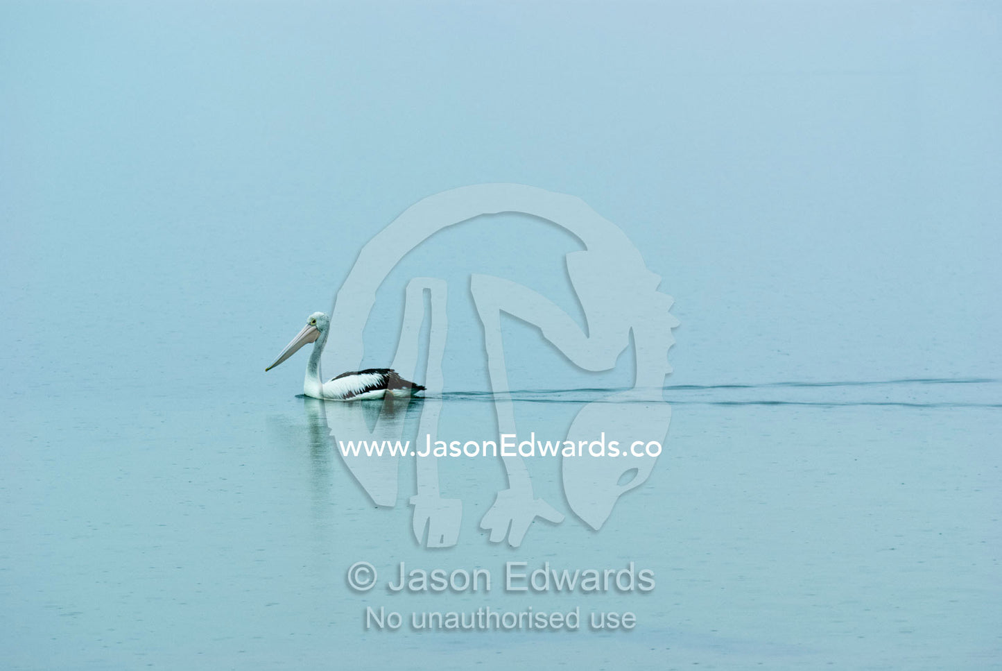 A lone pelican glides across a misty grey and featureless lake. Lake King, Gippsland, Victoria, Australia.