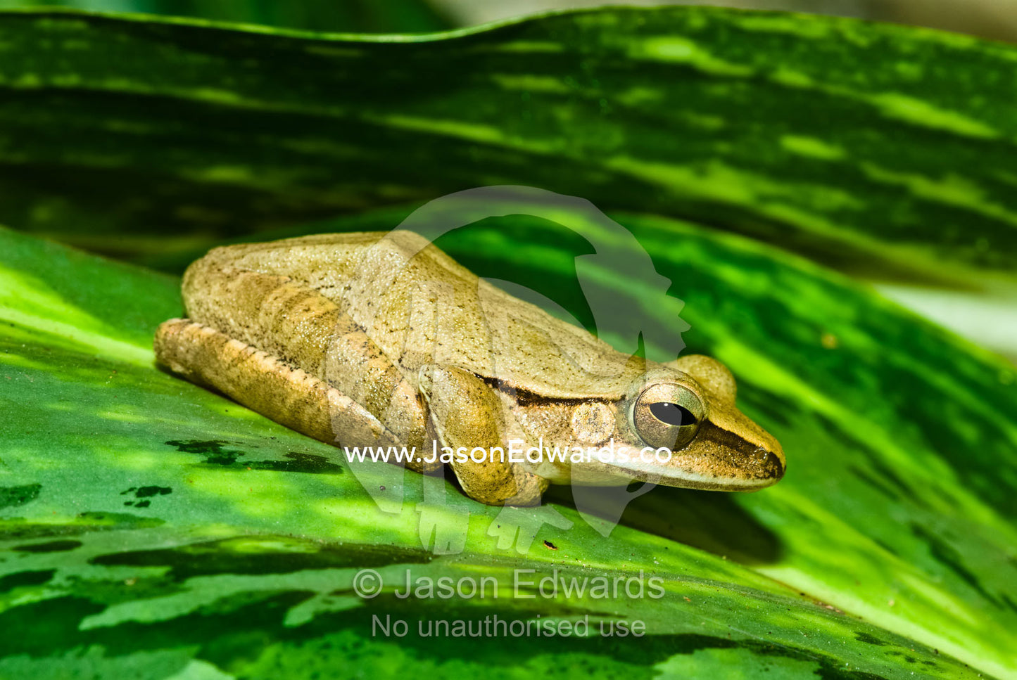 A diminutive golden tree frog perched on a bright green tropical leaf. Bukit Peninsula, Bali, Indonesia.