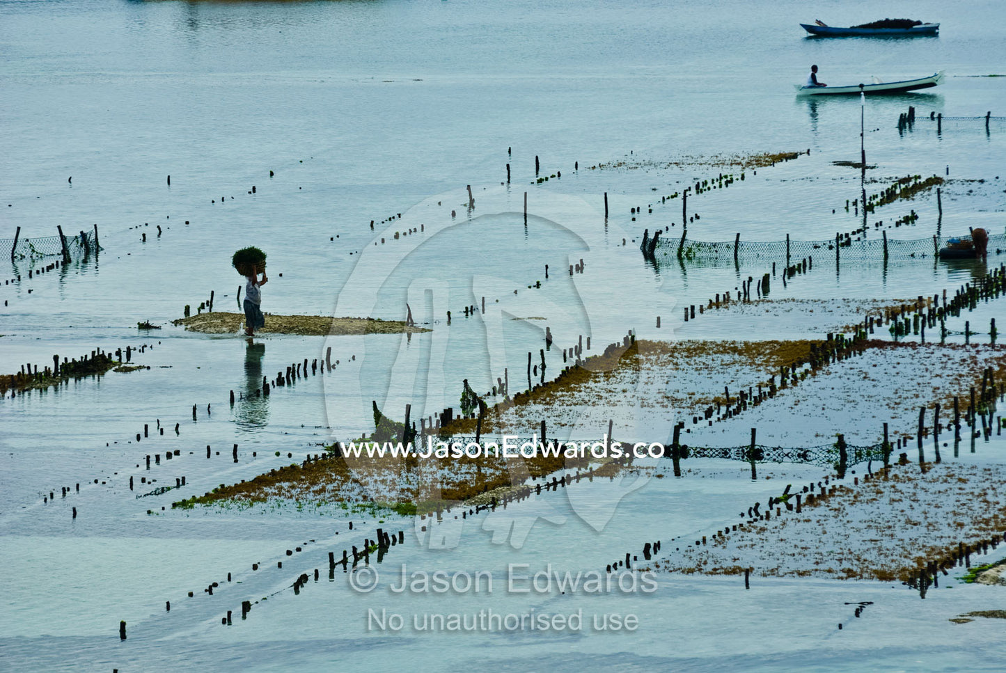 A woman from a seaside village harvests seaweed at low tide. Nusa Lembongan Island, Bali, Indonesia.