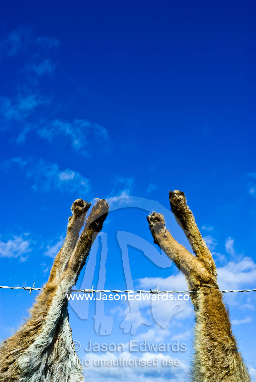 A farmer shows his hatred for European Red Foxes by hunting them. near Sale, East Gippsland, Victoria, Australia