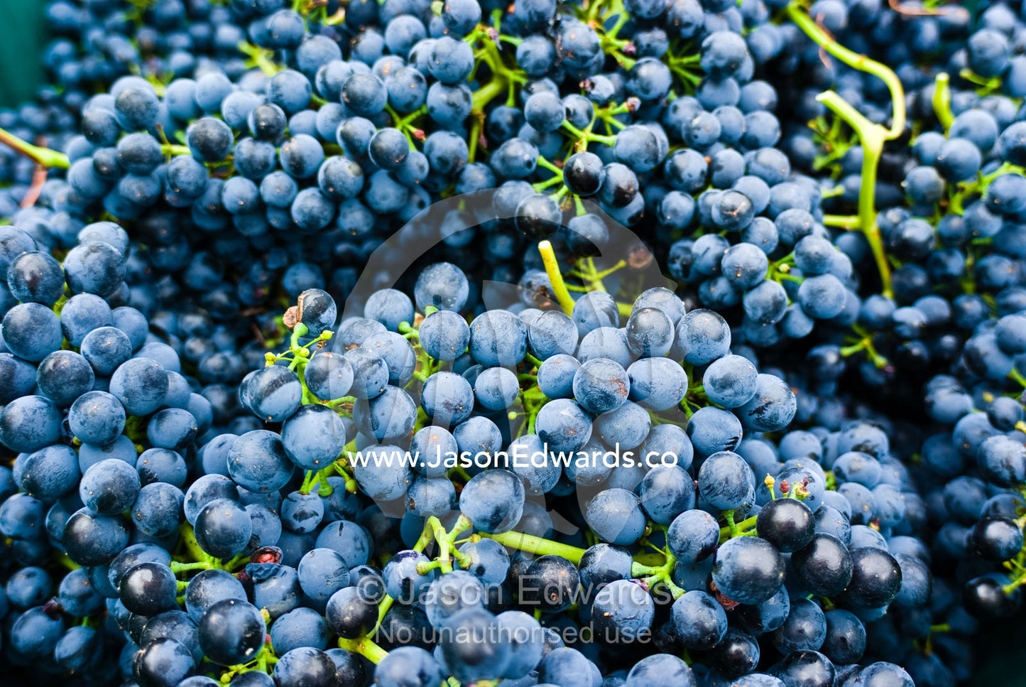 Bunches of freshly picked Syrah grapes waiting to be pressed into wine Yarra Valley, Victoria, Australia.