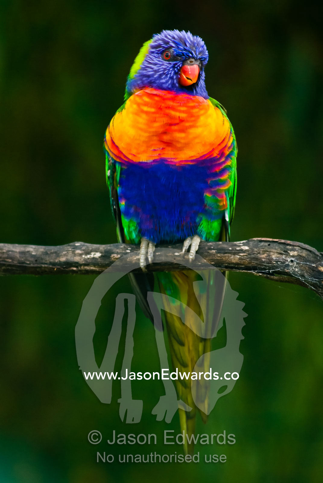 A beautifully colored Rainbow Lorikeet perched in a eucalyptus tree. near Mitchell River National Park, Victoria, Australia.