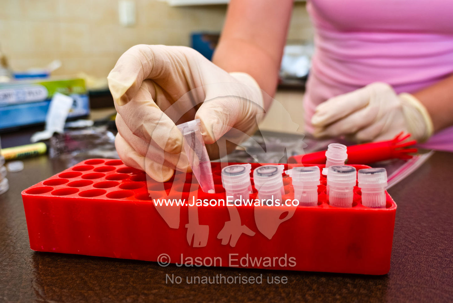 A biologist places research samples in a holder for examination. Raymond Island, Victoria, Australia.