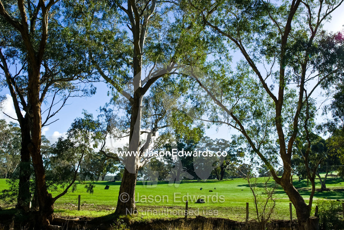 Eucalyptus tree lining lush green farmland along country road. Daylesford District, Victoria, Australia.