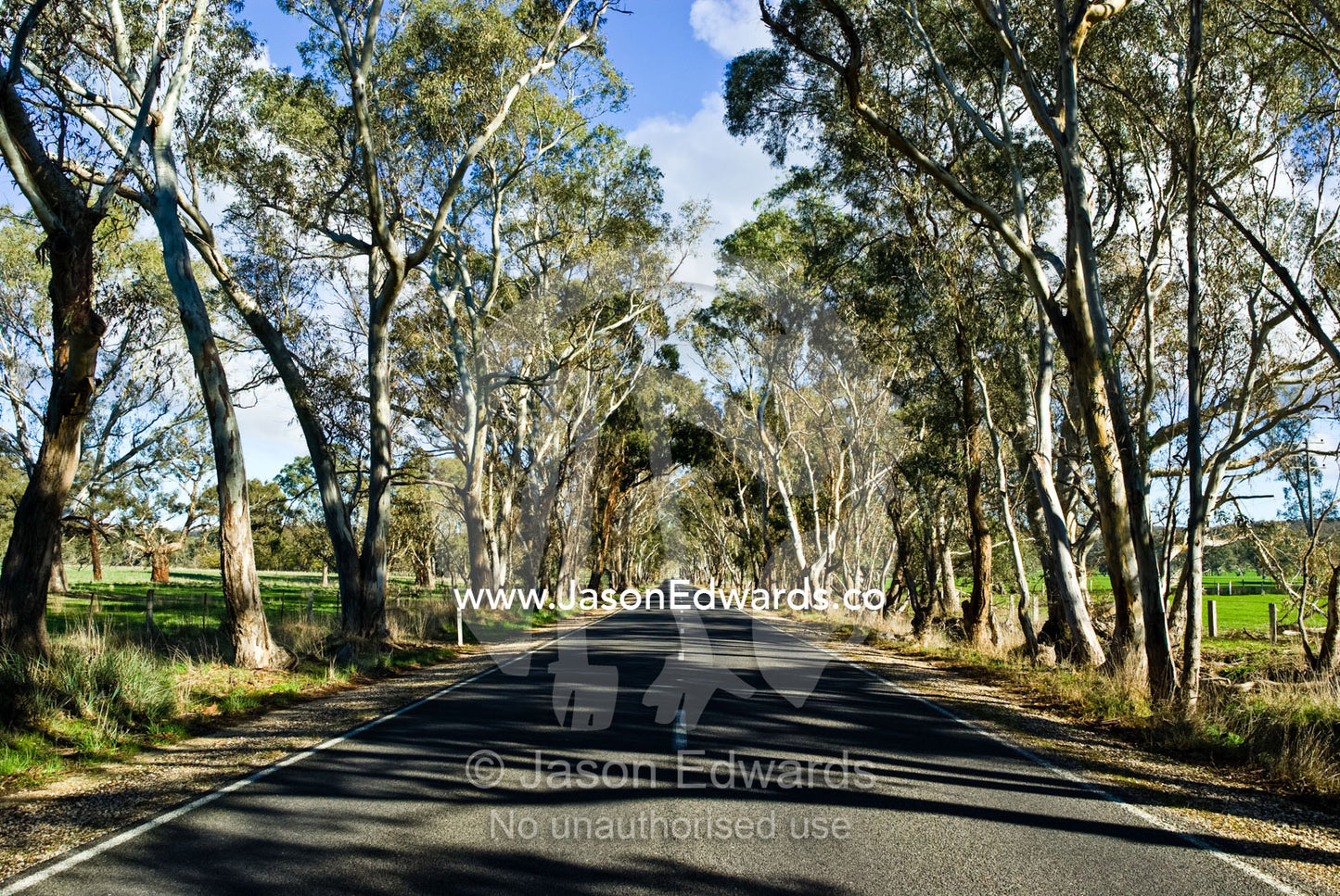 Eucalyptus tree lining lush green farmland along country road. Daylesford District, Victoria, Australia.