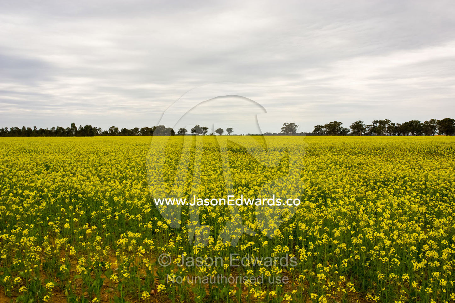 A crop of experimental canola flowers growing in drought-stricken soil near Birchip, Victoria, Australia.